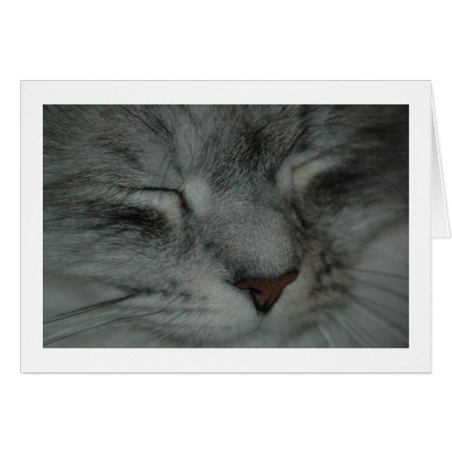 Kat dutje (Voorkant Horizontaal)