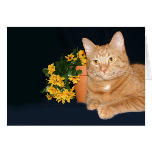 Kat en bloemen