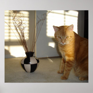 kat en damp poster