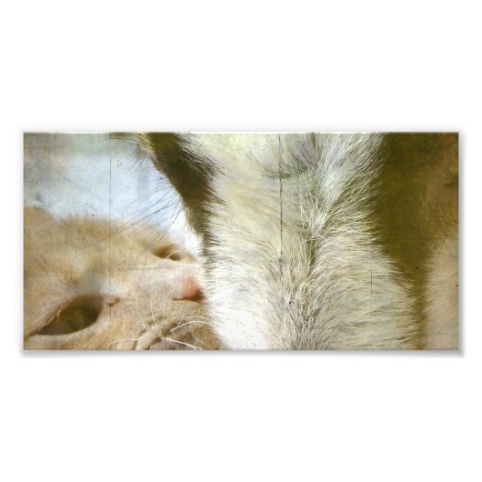 Kat- en geitenvrienden foto afdruk (Voorkant)