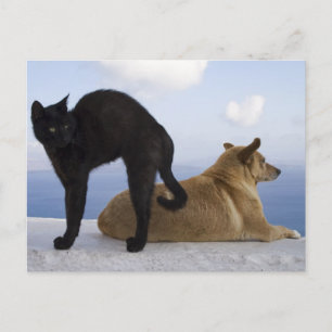 Kat en hond briefkaart