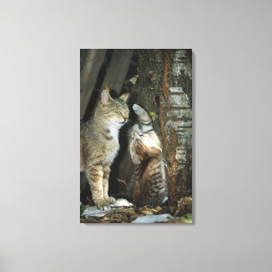 Kat en Kitten per boom Canvas Afdruk
