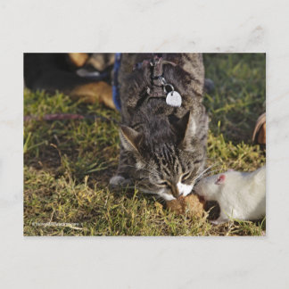 Kat en Mousey delen een maaltijd Briefkaart