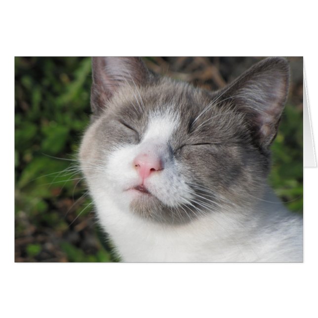 Kat Face (Voorkant Horizontaal)