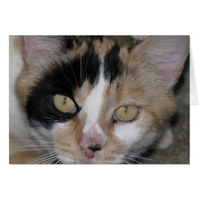 Kat Face (Voorkant Horizontaal)