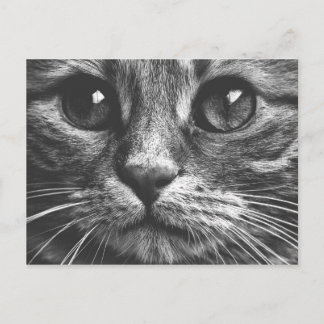 Kat Face Eyes Black en White Cute Photo Briefkaart