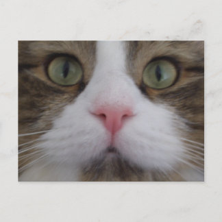Kat Face op Briefkaart