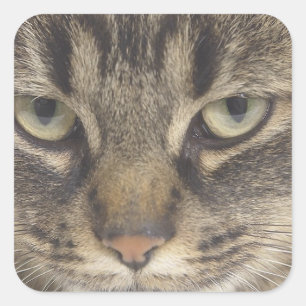 Kat Face Vierkante Sticker