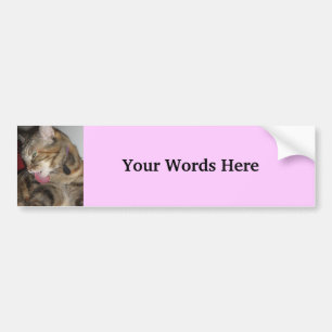 Kat foto bumpersticker