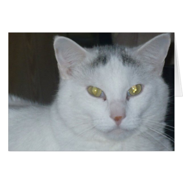 Kat Gedachten Witte kat (Voorkant Horizontaal)