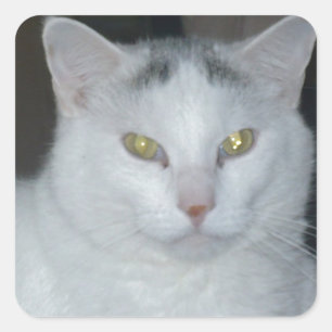 Kat Gedachten Witte kat Vierkante Sticker