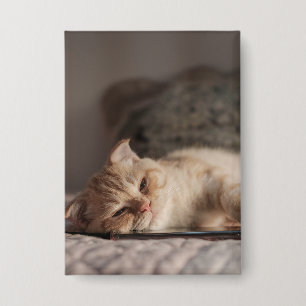Kat, huisdier, kitten button