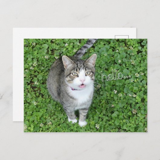 Kat in Clover-Gezegde Hallo Briefkaart (Voorkant / Achterkant)