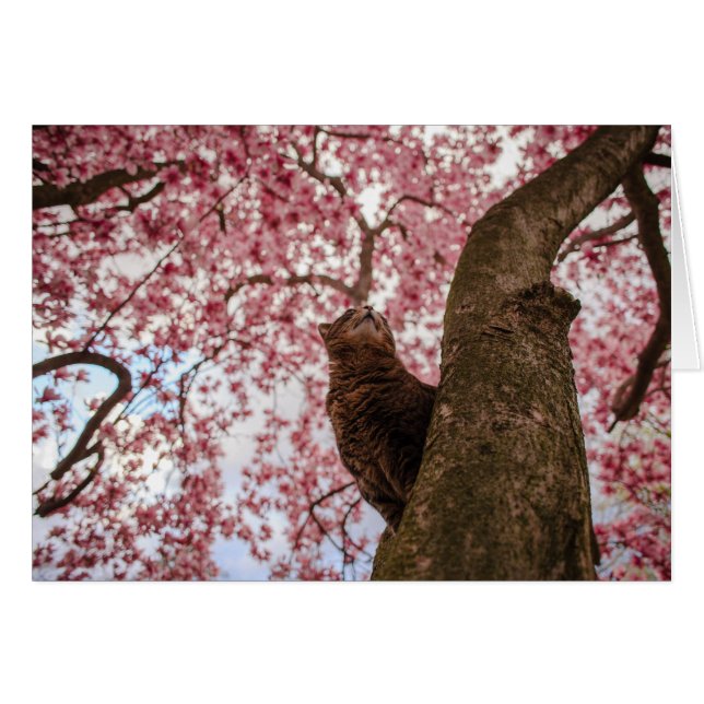 Kat in de boom (Voorkant Horizontaal)