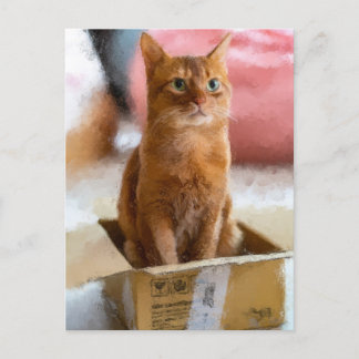 Kat in de box Cute Kitten Digital Art Briefkaart