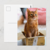 Kat in de box Cute Kitten Digital Art Briefkaart (Voorkant / Achterkant)