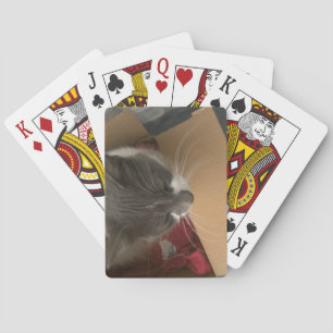 Kat in de doos pokerkaarten