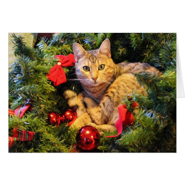 Kat in de kerstboom (Voorkant Horizontaal)