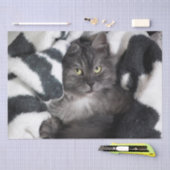 kat in dekens tissuepapier (Craft)