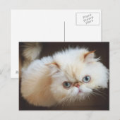 Kat in doos briefkaart (Voorkant / Achterkant)