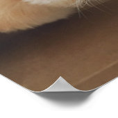 Kat in doos poster (Hoek)