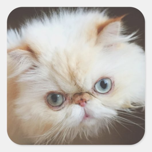 Kat in doos vierkante sticker (Voorkant)