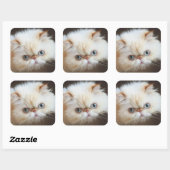 Kat in doos vierkante sticker (Vel)