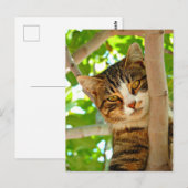 Kat in een boom briefkaart (Voorkant / Achterkant)