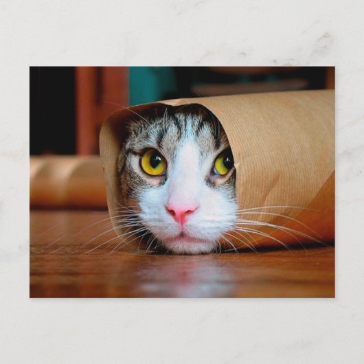 Kat in een bruin papier verpakt briefkaart (Voorkant)