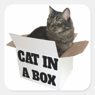 Kat in een doos! vierkante sticker