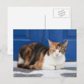 Kat in Griekenland Briefkaart (Voorkant / Achterkant)