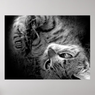 Kat in het donker poster