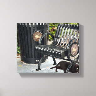 Kat in het park canvas afdruk
