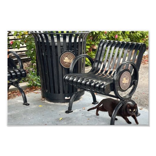 Kat in het park foto afdruk (Voorkant)