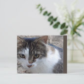 Kat in het raam briefkaart (Staand voorkant)