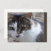 Kat in het raam briefkaart (Voorkant / Achterkant)