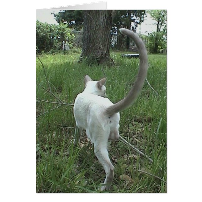 Kat in klasse II (Voorkant)