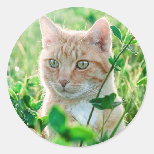 Kat in Natuur Ronde Sticker (Voorkant)