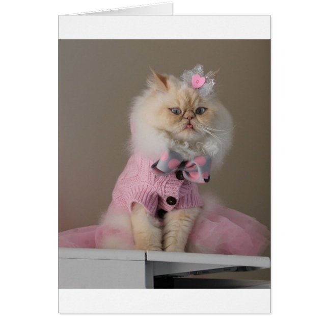  kat in roze trui (Voorkant)
