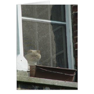Kat in venster