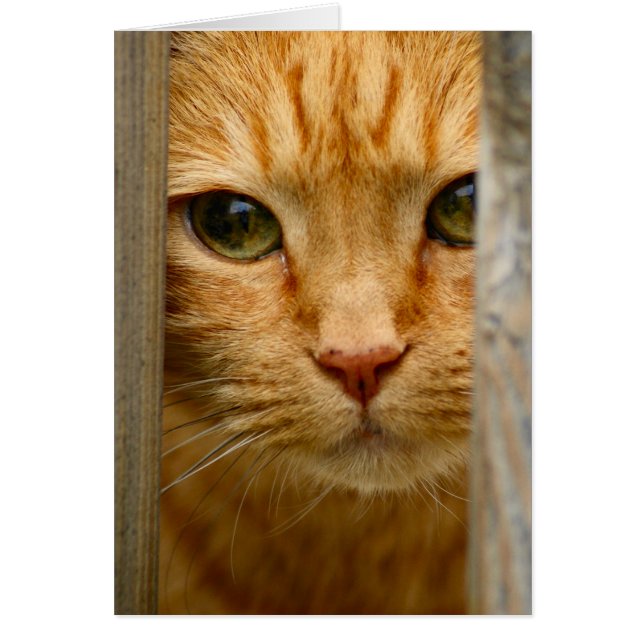 Kat-kaart (Voorkant)