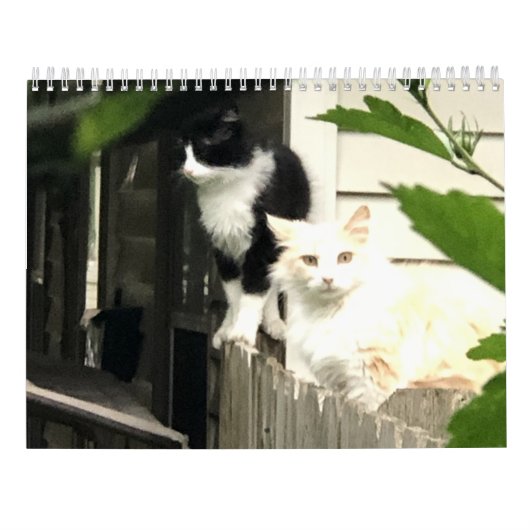 Kat Kalender (Achterkant)