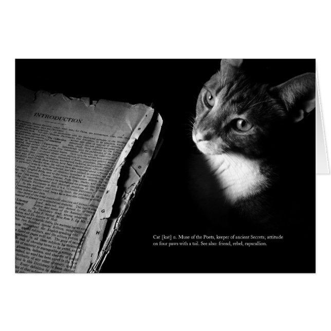 Kat [kat] (Voorkant Horizontaal)