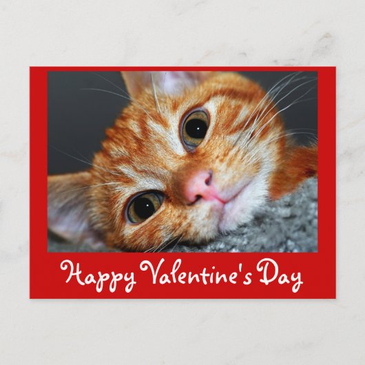 Kat Kat Feestdagenkaart (Voorkant)