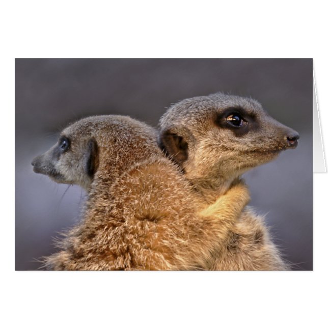 Kat Kat KatCard (Voorkant Horizontaal)