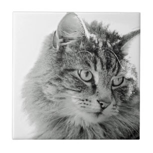 Kat-katkant van fluffy tegeltje