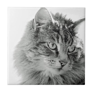 Kat-katkant van fluffy tegeltje