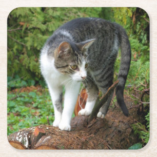 Kat - Katten - Onderzetter van de Drink