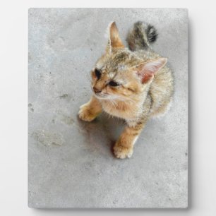 Kat-kattenkattenkatje Fotoplaat