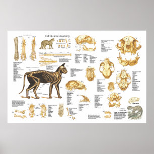 Kat kattenleuf Poster voor skeletanatomie 24 x 36 